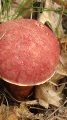 Baorangia bicolor