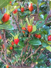 Gardenia jasminoides