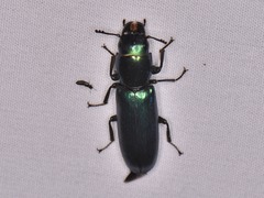 Temnoscheila acuta