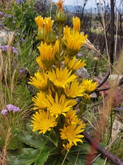 Berkheya armata