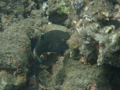 Canthigaster papua