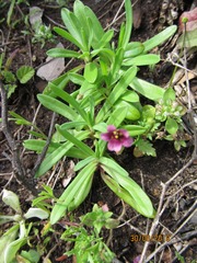 Diascia elongata