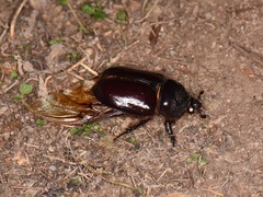 Strategus aloeus