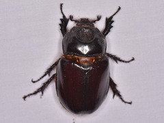 Strategus aloeus