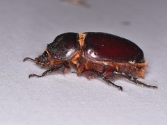 Strategus aloeus