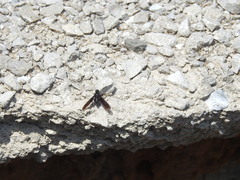 Anthrax aterrimus