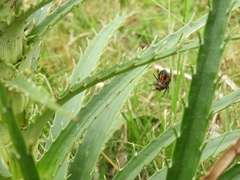 Alpaida quadrilorata