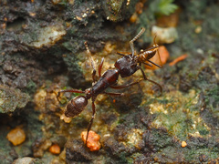 Odontoponera transversa