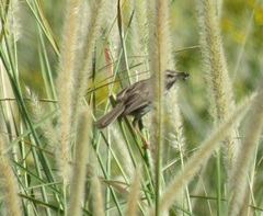 Prinia maculosa maculosa