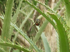 Alpaida quadrilorata