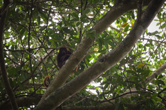 Alouatta seniculus