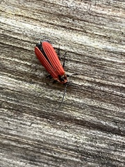 Dictyoptera aurora