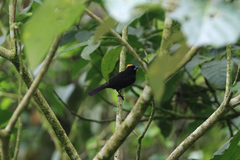 Tachyphonus delatrii