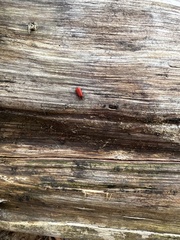 Dictyoptera aurora