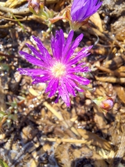 Lampranthus emarginatus