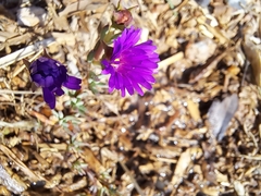 Lampranthus emarginatus