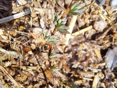Lampranthus emarginatus