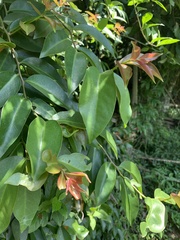 Pereskia aculeata