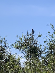 Aphelocoma coerulescens