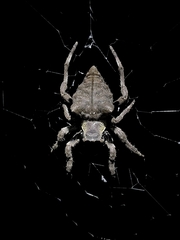Parawixia