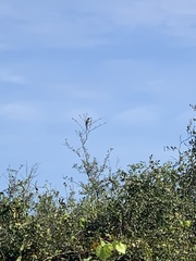 Aphelocoma coerulescens