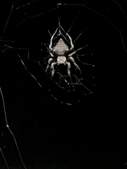 Parawixia