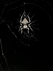 Parawixia