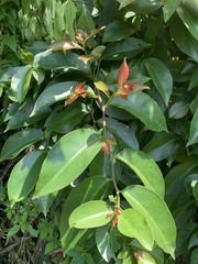 Pereskia aculeata