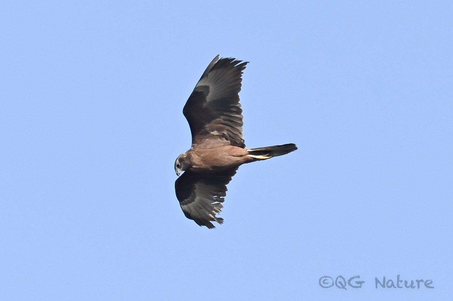 Eastern Marsh Harrier
