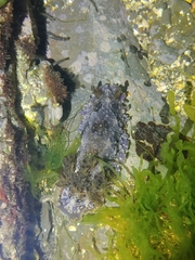 Dendrodoris krusensternii