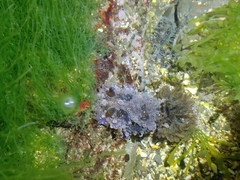 Dendrodoris krusensternii