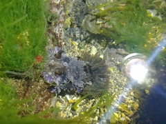 Dendrodoris krusensternii