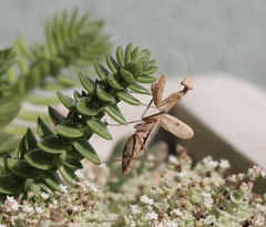 Mantodea