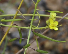 Diplotaxis harra lagascana