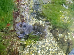 Dendrodoris krusensternii