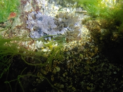 Dendrodoris krusensternii