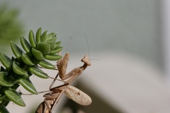 Mantodea