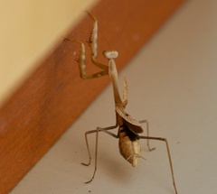 Mantodea