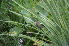 Serpophaga nigricans