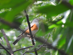 Turdus hortulorum