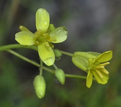 Diplotaxis harra lagascana