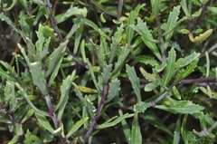 Diplotaxis harra lagascana