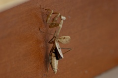 Mantodea