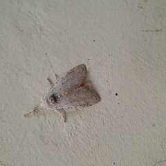 Calliteara horsfieldii