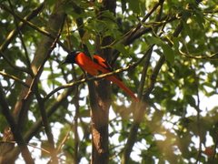 Pericrocotus speciosus
