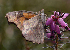 Libythea celtis