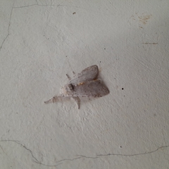 Calliteara horsfieldii