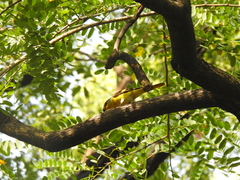 Pericrocotus speciosus