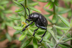 Timarcha goettingensis