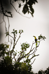 Ramphastos sulfuratus